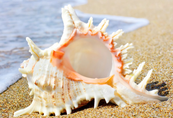 Sea Shell​/கடல் ஷெல்